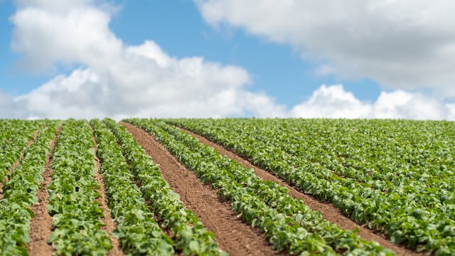 Inflation within food sector is 'well above' published levels