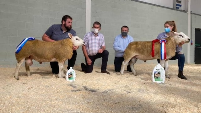 North East Irish Texel Club sale taking place this Saturday