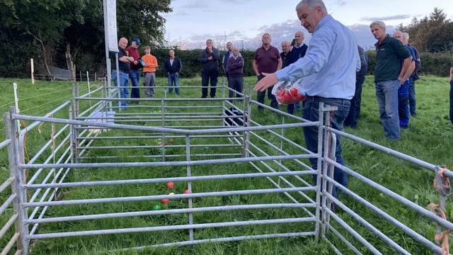 Only dose ewes for worms if there is a need - Teagasc