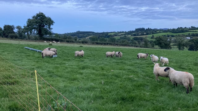 Sheep trade: Factories remain firm on price