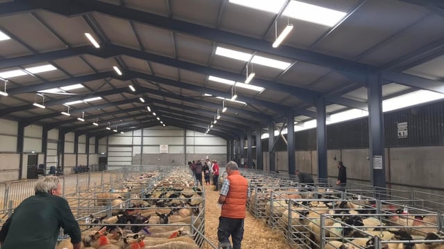 Carrick Prolific Ewe Lamb Breeders sale tops €206/head