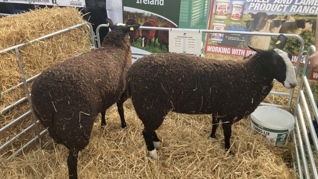 Zwartbles Sheep Breeders of Ireland launch at Ploughing 2022