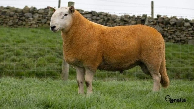 Donegal Pedigree Cheviot sale this Wednesday evening