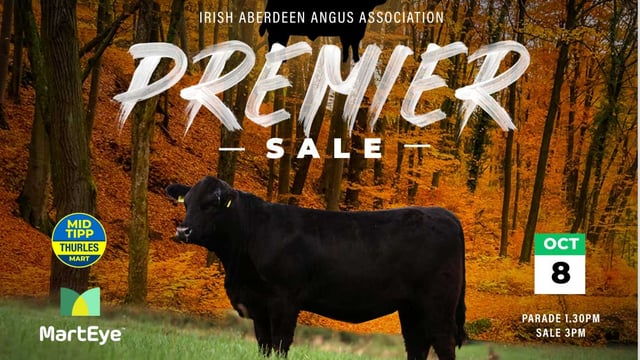 Reminder: Premier Angus sale set for Thurles Mart tomorrow