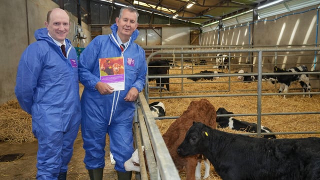 Herd restrictions proposed in NI to support BVD eradication