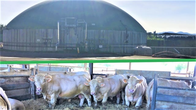 Beef Focus: Finishing bulls under solar panels on French biogas farm