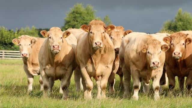 Rollout of IBR control programme to be discussed this month