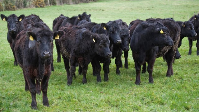 Lie-back issue highlights need for 'active engagement' with farm orgs
