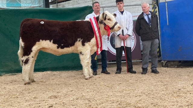 Longford-bred heifer wins female champion at Hereford Show