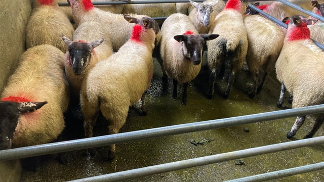 Store and ewe lambs the talking points at marts