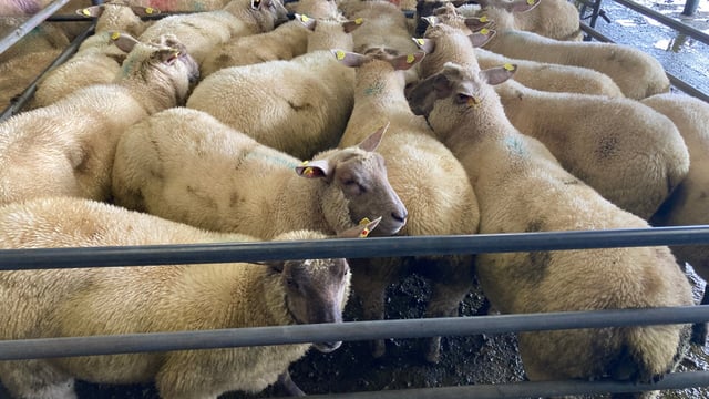 Sheep kill: Throughput remains steady