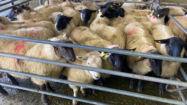 Sheep trade: Base prices for lambs at €6.00-6.05/kg