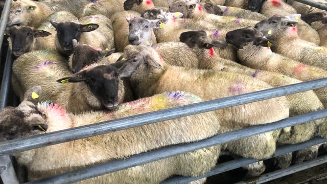 Sheep kill: Increase in lamb supplies bumps up throughput