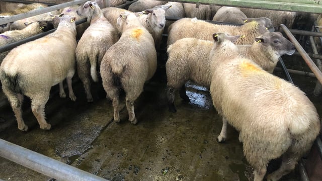 Sheep kill: Throughput falls but still exceeds 60,000