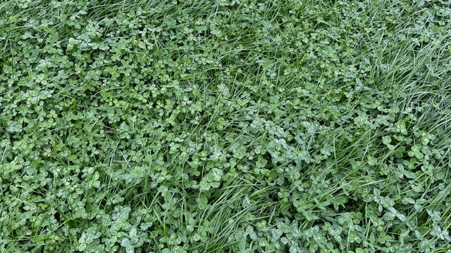 Clover key to reducing emission on Tipperary dairy farm