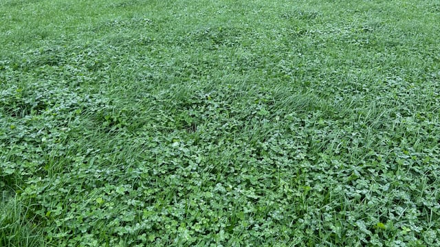 Oversowing of clover needs to be completed before mid-May