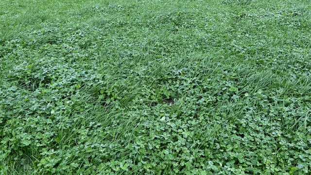 Grass growth: Wet conditions starting to affect growth