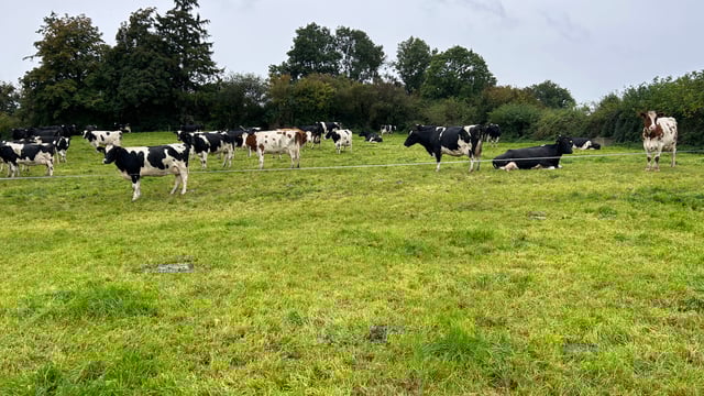 Health is the new fertility for national dairy herd
