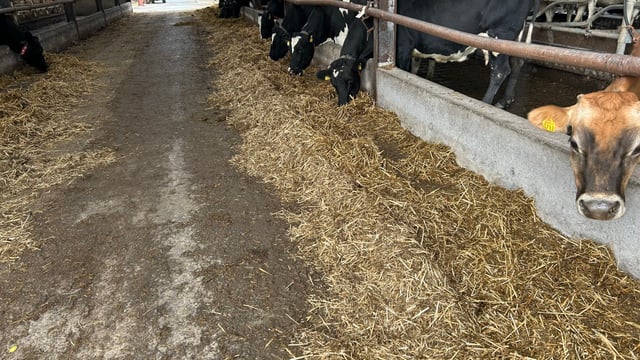 Cellcheck: Using SDCT on 230-cow dairy farm