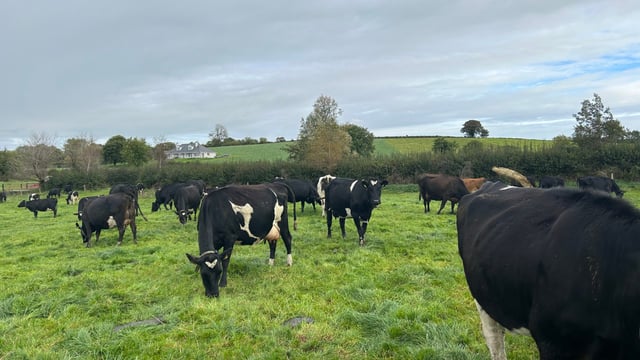 Dairy Focus: How improving EBI worked on this Cavan farm