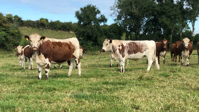 Applications for ACRES rare breeds action now available online