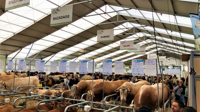 Gallery: 'Unique' beef and dairy breeds at Sommet 2022
