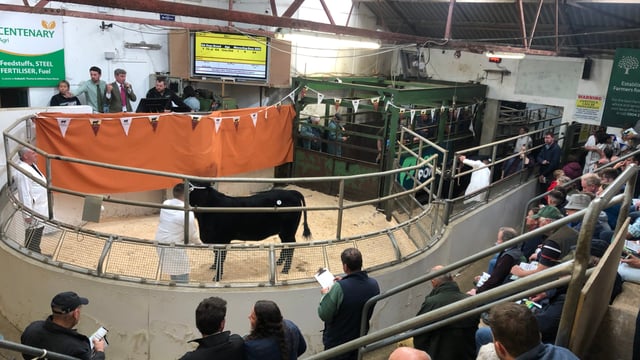 Video: Top price of €10,500 at Thurles' Angus Premier Sale