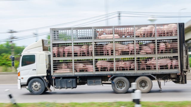 EFSA outlines concern over AMR spread in transport
