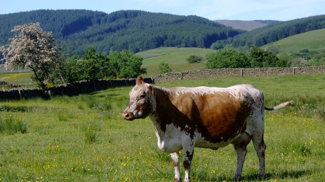 RBST launches new group to tackle threats to rare animals