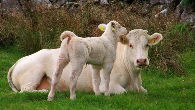 Dublin farm seeks manager for 30-cow herd with €35-40k salary