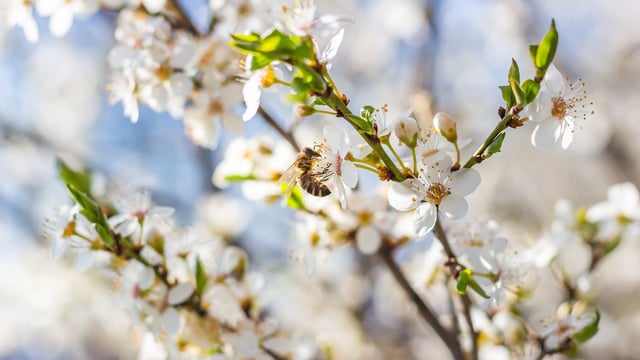 'A lot to learn from rural communities' to tackle biodiversity loss