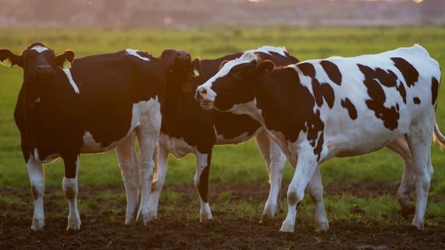€14.6m paid to vets for TB testing in 2024