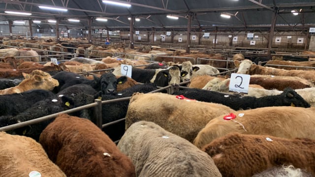 Quality weanling bulls cross €3.60/kg at Tuam Mart