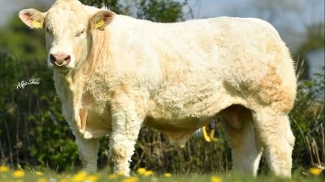 Gene Ireland unveils autumn 2022 high-index bull panel