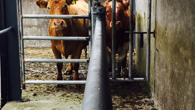 455 herds restricted for tag, registration and movement breaches