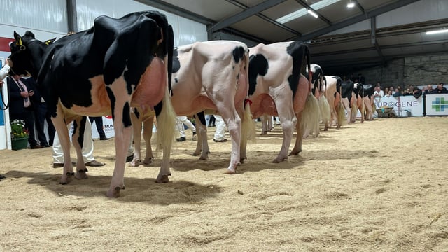 National Dairy Show: Wexford claims Supreme Champion title
