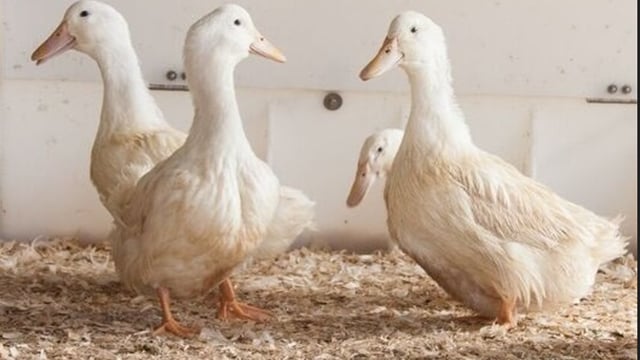 Silverhill Duck seeks new growers in bid to expand operations
