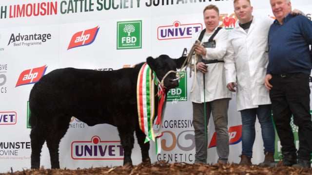 Coco crowned Limousin commercial queen at society show