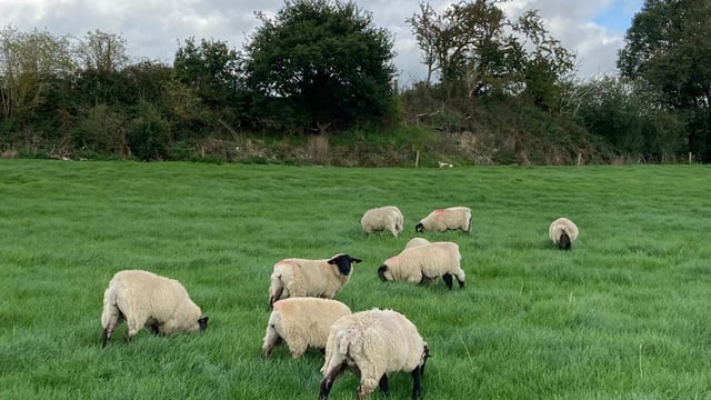 Sheep trade: Up to 30c/kg of a cut for spring lamb prices
