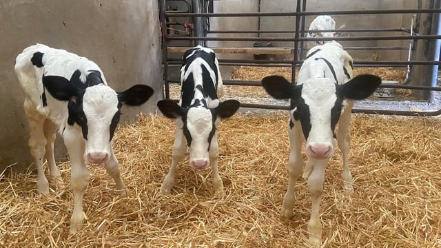 Pedigree triplet calves born on Co. Kerry farm