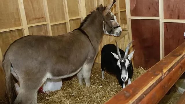 Dublin City Council cancels live animal crib