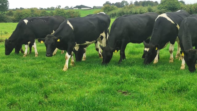 'Highest EBI dairy sale in the country' set for this Thursday