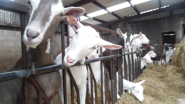 Commercial goat dairy herd showcased to the public