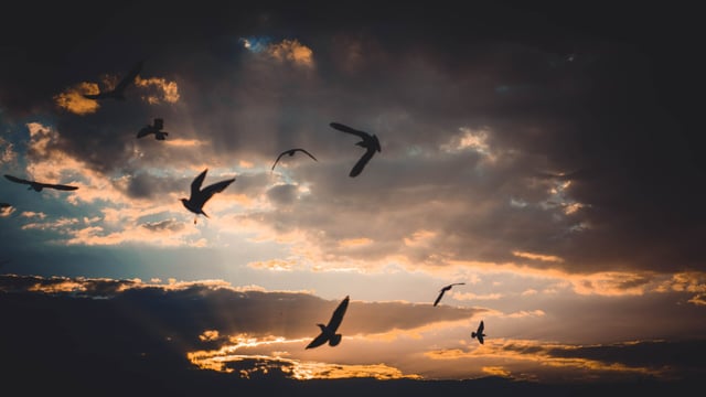 Bird flu identified in mixed flock in Co. Wicklow
