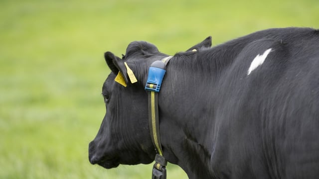 Using collars to improve health, heat detection &amp; pinpoint AI serves