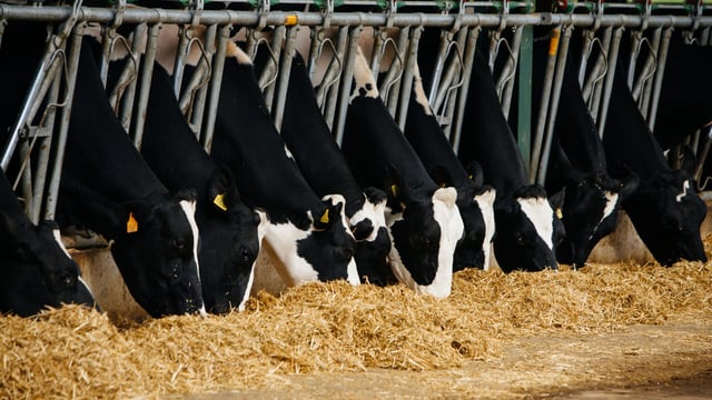 Getting your mineral supplementation right for dry cows