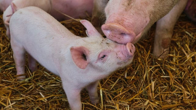 African Swine Fever 'would devastate Irish pig industry overnight'