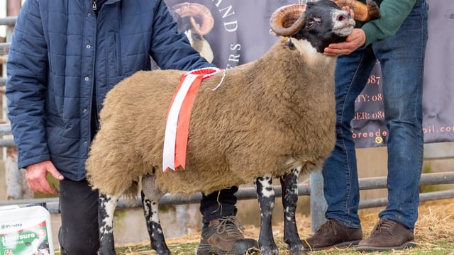 Inaugural South of Ireland Lanark sale tops €4,100