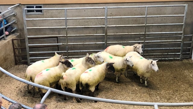 Marts providing good outlet for heavy ewes as supplies tighten