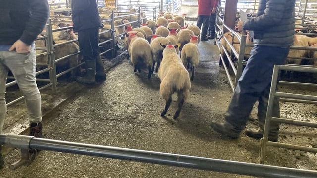 Pics and prices: Store lambs dominate at Mountbellew Mart